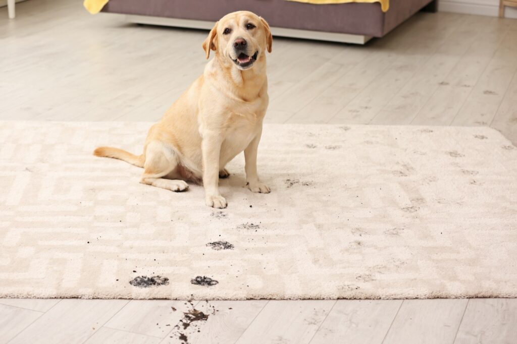 Carpet floor cleaning | Hill's Interiors